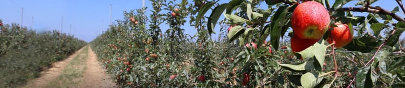Iris ID biometric system solves payroll problems in Turkish fruit fields
